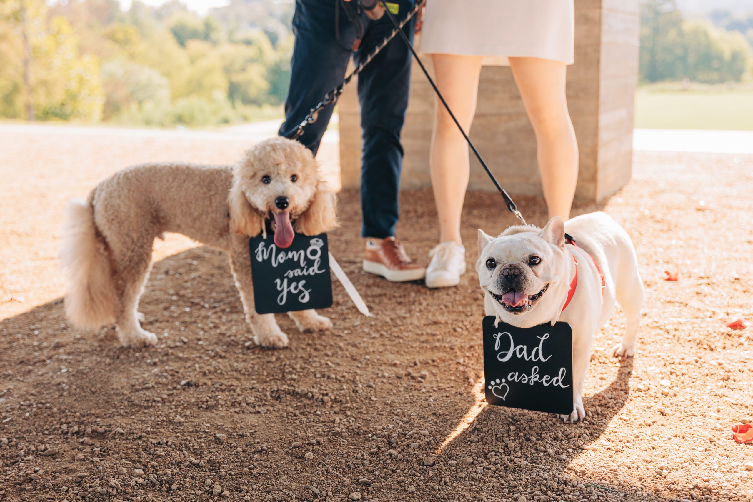 two dogs involved in a Houston city engagement photographed by Houston proposal photographer